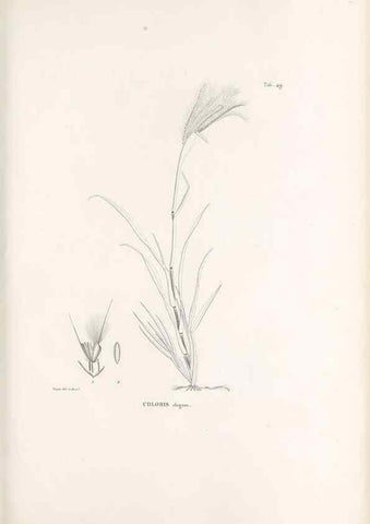 Reproducción/Reproduction 49521579372: Nova genera et species plantarum :. Antverpiae :Ex officina Christophori Plantini ...,1576.. 