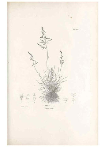 Reproducción/Reproduction 49520838583: Nova genera et species plantarum :. Antverpiae :Ex officina Christophori Plantini ...,1576.. 