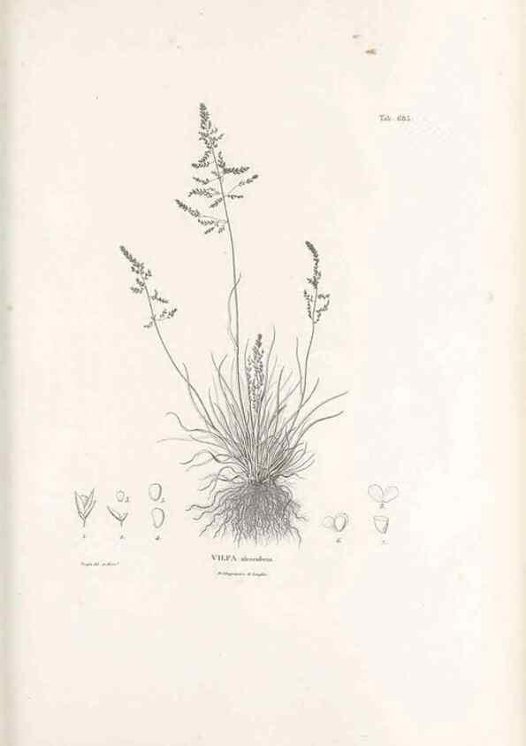 Reproducción/Reproduction 49520838583: Nova genera et species plantarum :. Antverpiae :Ex officina Christophori Plantini ...,1576.. 