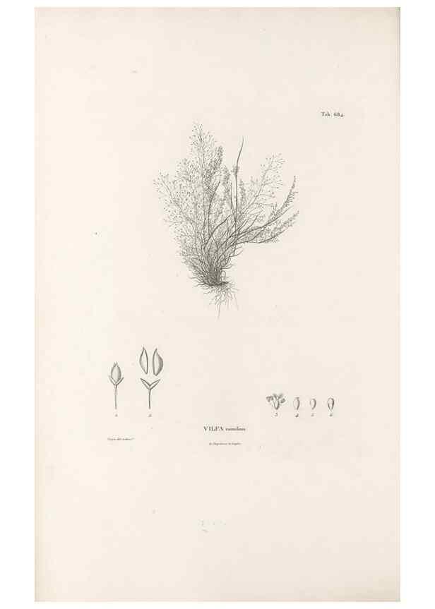 Reproducción/Reproduction 49521573972: Nova genera et species plantarum :. Antverpiae :Ex officina Christophori Plantini ...,1576.. 