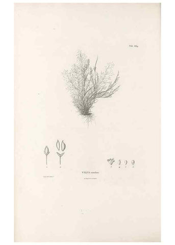 Reproducción/Reproduction 49521573972: Nova genera et species plantarum :. Antverpiae :Ex officina Christophori Plantini ...,1576.. 