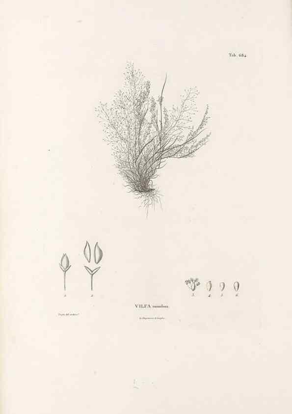 Reproducción/Reproduction 49521573972: Nova genera et species plantarum :. Antverpiae :Ex officina Christophori Plantini ...,1576.. 