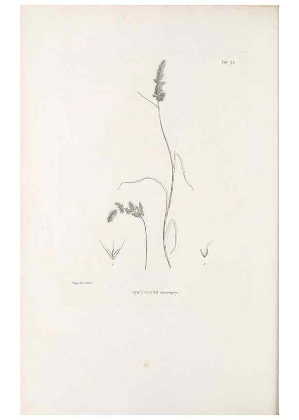 Reproducción/Reproduction 49521573692: Nova genera et species plantarum :. Antverpiae :Ex officina Christophori Plantini ...,1576.. 
