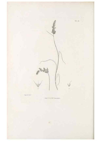 Reproducción/Reproduction 49521573692: Nova genera et species plantarum :. Antverpiae :Ex officina Christophori Plantini ...,1576.. 