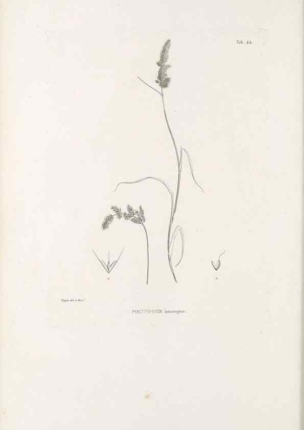 Reproducción/Reproduction 49521573692: Nova genera et species plantarum :. Antverpiae :Ex officina Christophori Plantini ...,1576.. 