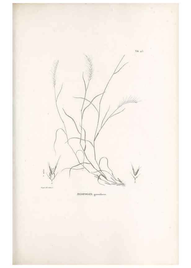 Reproducción/Reproduction 49521361841: Nova genera et species plantarum :. Antverpiae :Ex officina Christophori Plantini ...,1576.. 