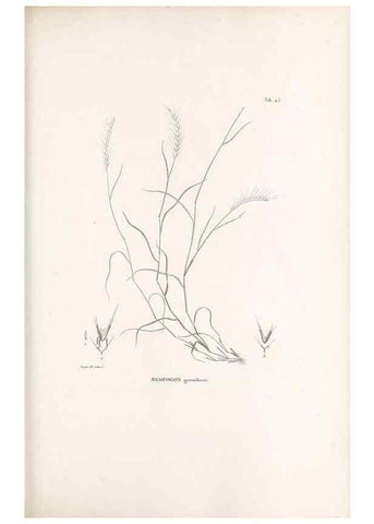 Reproducción/Reproduction 49521361841: Nova genera et species plantarum :. Antverpiae :Ex officina Christophori Plantini ...,1576.. 