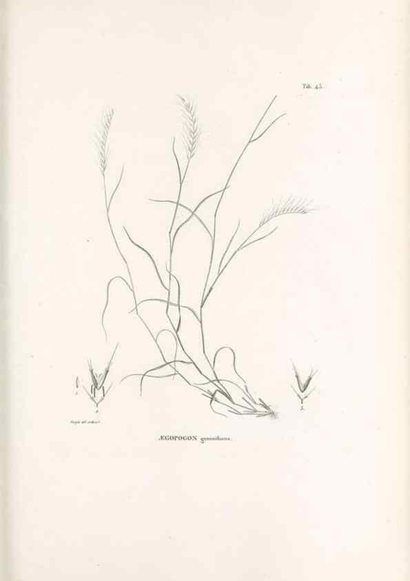 Reproducción/Reproduction 49521361841: Nova genera et species plantarum :. Antverpiae :Ex officina Christophori Plantini ...,1576.. 