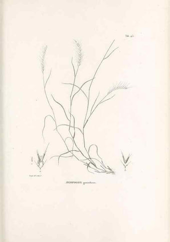 Reproducción/Reproduction 49521361841: Nova genera et species plantarum :. Antverpiae :Ex officina Christophori Plantini ...,1576.. 