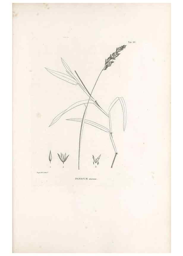 Reproducción/Reproduction 49521568177: Nova genera et species plantarum :. Antverpiae :Ex officina Christophori Plantini ...,1576.. 