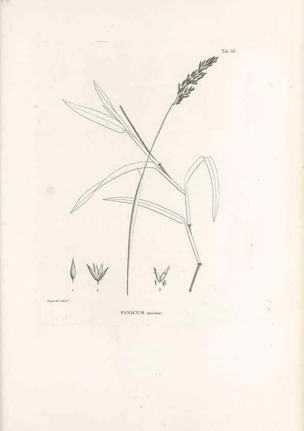 Reproducción/Reproduction 49521568177: Nova genera et species plantarum :. Antverpiae :Ex officina Christophori Plantini ...,1576.. 