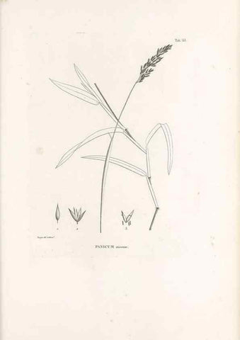 Reproducción/Reproduction 49521568177: Nova genera et species plantarum :. Antverpiae :Ex officina Christophori Plantini ...,1576.. 