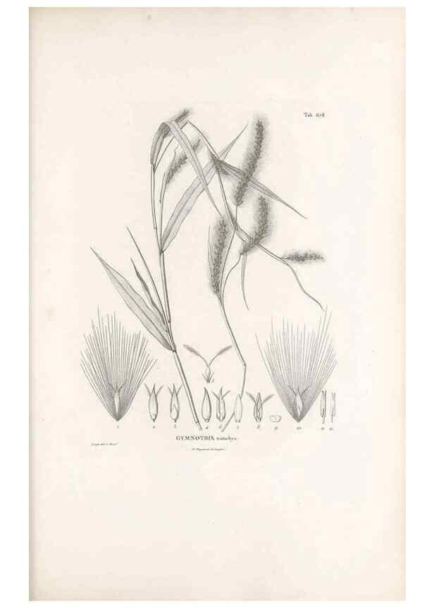 Reproducción/Reproduction 49520832998: Nova genera et species plantarum :. Antverpiae :Ex officina Christophori Plantini ...,1576.. 