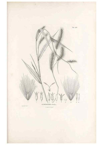 Reproducción/Reproduction 49520832998: Nova genera et species plantarum :. Antverpiae :Ex officina Christophori Plantini ...,1576.. 