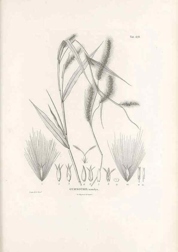 Reproducción/Reproduction 49520832998: Nova genera et species plantarum :. Antverpiae :Ex officina Christophori Plantini ...,1576.. 