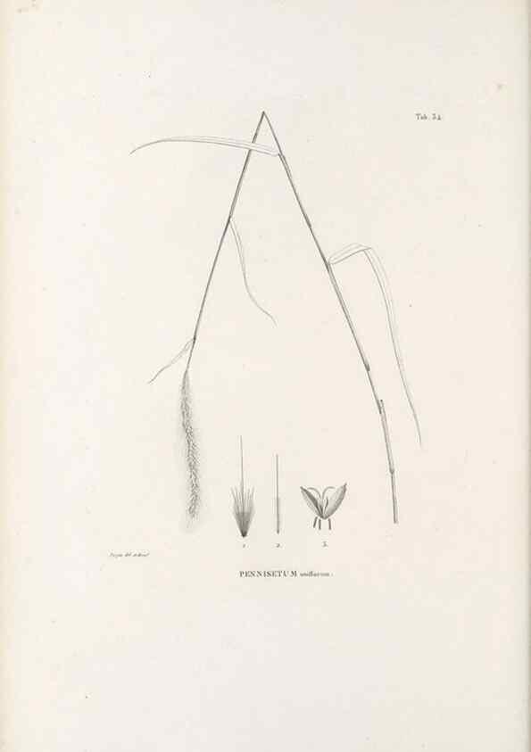 Reproducción/Reproduction 49521357416: Nova genera et species plantarum :. Antverpiae :Ex officina Christophori Plantini ...,1576.. 