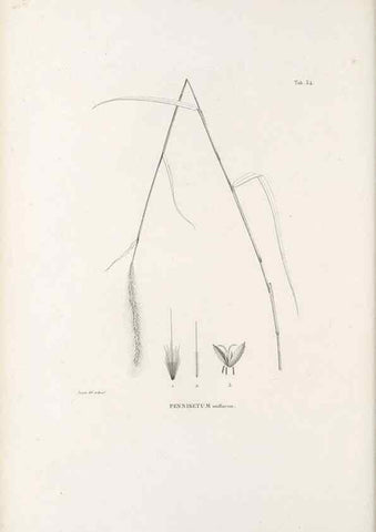Reproducción/Reproduction 49521357416: Nova genera et species plantarum :. Antverpiae :Ex officina Christophori Plantini ...,1576.. 