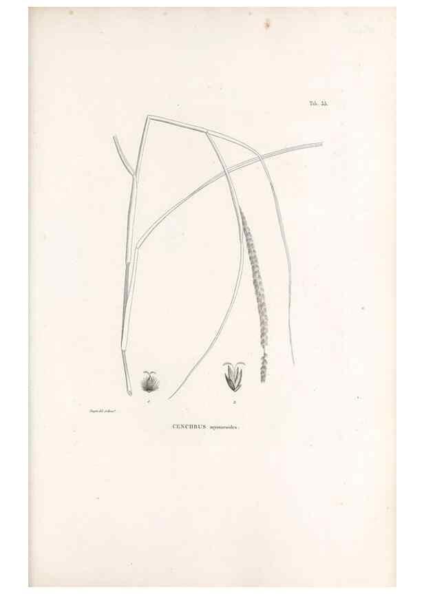 Reproducción/Reproduction 49521357701: Nova genera et species plantarum :. Antverpiae :Ex officina Christophori Plantini ...,1576.. 
