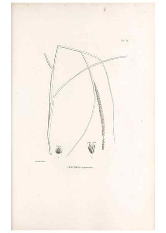 Reproducción/Reproduction 49521357701: Nova genera et species plantarum :. Antverpiae :Ex officina Christophori Plantini ...,1576.. 