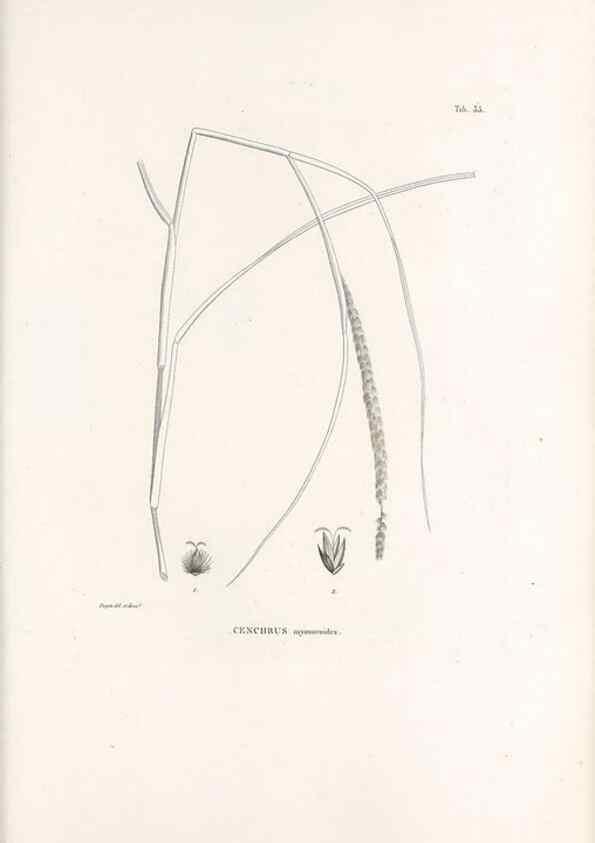 Reproducción/Reproduction 49521357701: Nova genera et species plantarum :. Antverpiae :Ex officina Christophori Plantini ...,1576.. 