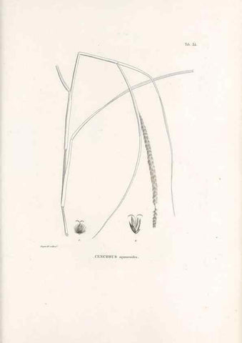 Reproducción/Reproduction 49521357701: Nova genera et species plantarum :. Antverpiae :Ex officina Christophori Plantini ...,1576.. 