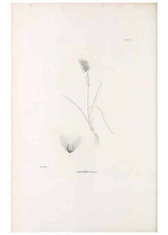 Reproducción/Reproduction 49521358091: Nova genera et species plantarum :. Antverpiae :Ex officina Christophori Plantini ...,1576.. 