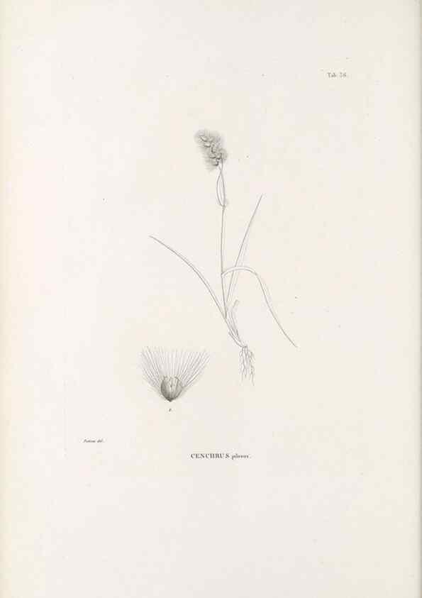 Reproducción/Reproduction 49521358091: Nova genera et species plantarum :. Antverpiae :Ex officina Christophori Plantini ...,1576.. 