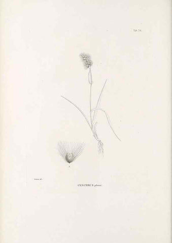 Reproducción/Reproduction 49521358091: Nova genera et species plantarum :. Antverpiae :Ex officina Christophori Plantini ...,1576.. 