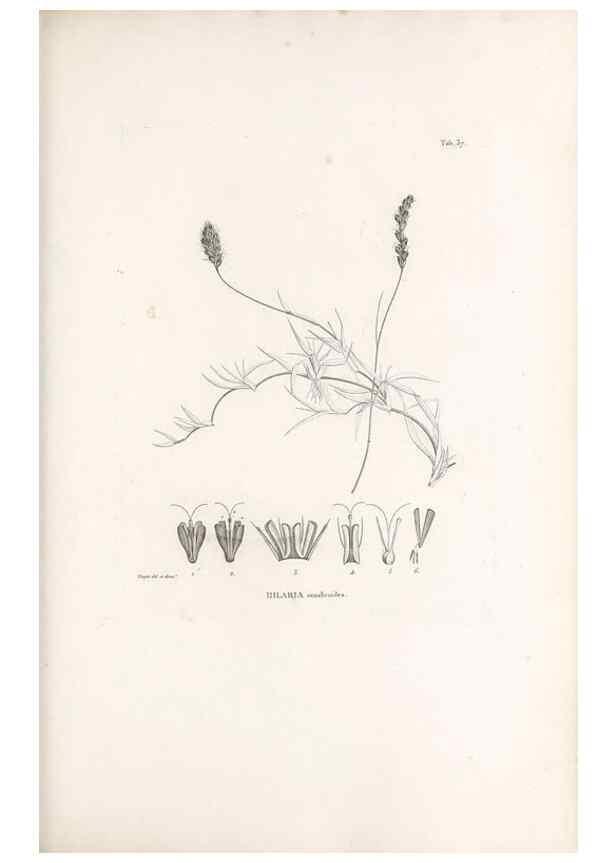 Reproducción/Reproduction 49521358361: Nova genera et species plantarum :. Antverpiae :Ex officina Christophori Plantini ...,1576.. 