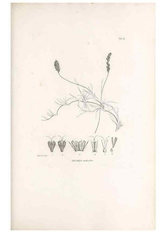 Reproducción/Reproduction 49521358361: Nova genera et species plantarum :. Antverpiae :Ex officina Christophori Plantini ...,1576.. 