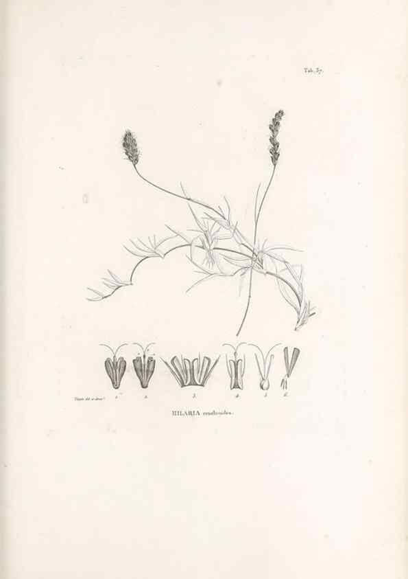 Reproducción/Reproduction 49521358361: Nova genera et species plantarum :. Antverpiae :Ex officina Christophori Plantini ...,1576.. 