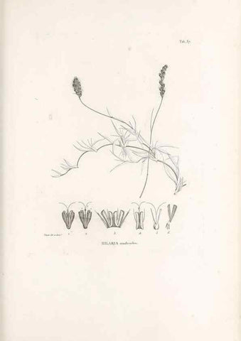 Reproducción/Reproduction 49521358361: Nova genera et species plantarum :. Antverpiae :Ex officina Christophori Plantini ...,1576.. 