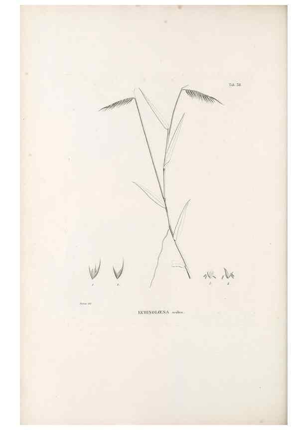 Reproducción/Reproduction 49521358691: Nova genera et species plantarum :. Antverpiae :Ex officina Christophori Plantini ...,1576.. 