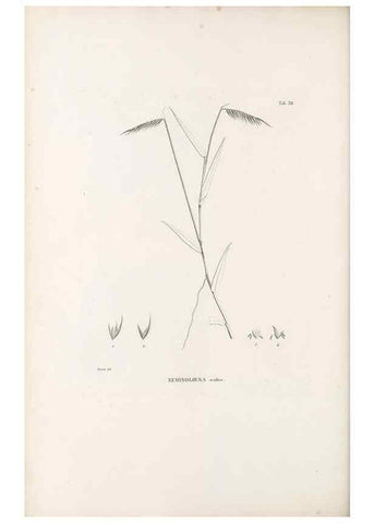 Reproducción/Reproduction 49521358691: Nova genera et species plantarum :. Antverpiae :Ex officina Christophori Plantini ...,1576.. 