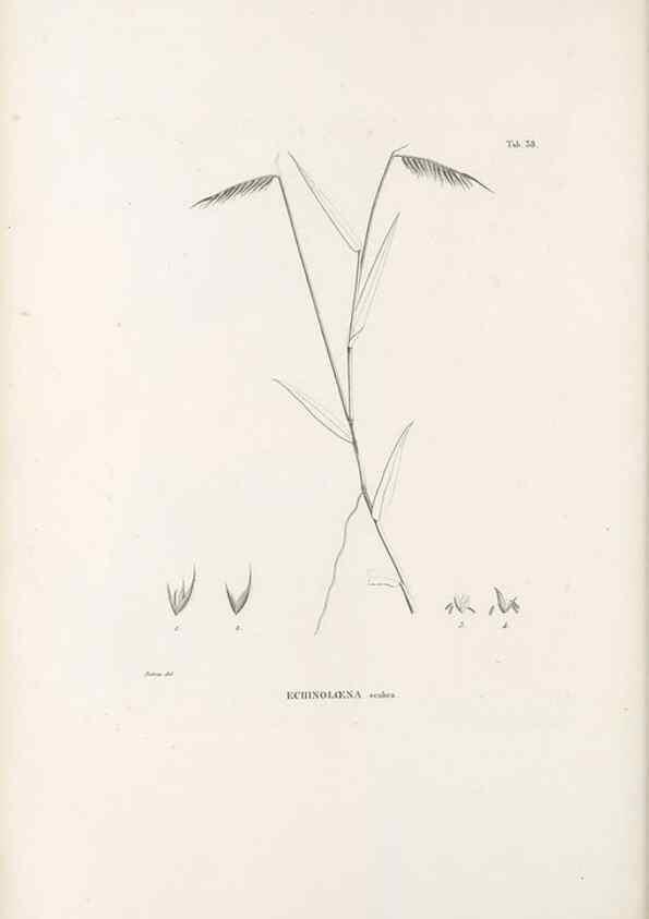 Reproducción/Reproduction 49521358691: Nova genera et species plantarum :. Antverpiae :Ex officina Christophori Plantini ...,1576.. 