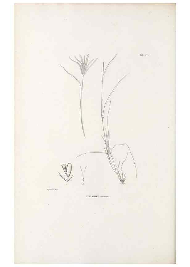 Reproducción/Reproduction 49521368286: Nova genera et species plantarum :. Antverpiae :Ex officina Christophori Plantini ...,1576.. 