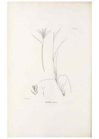 Reproducción/Reproduction 49521368286: Nova genera et species plantarum :. Antverpiae :Ex officina Christophori Plantini ...,1576.. 
