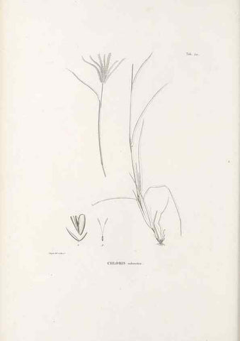 Reproducción/Reproduction 49521368286: Nova genera et species plantarum :. Antverpiae :Ex officina Christophori Plantini ...,1576.. 