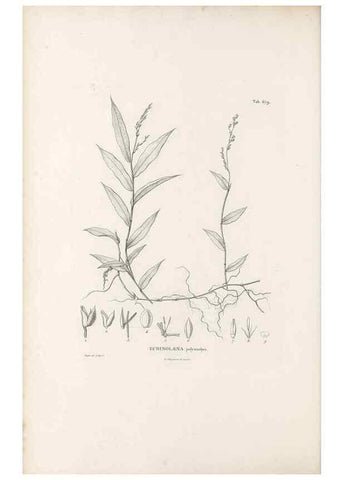 Reproducción/Reproduction 49520834708: Nova genera et species plantarum :. Antverpiae :Ex officina Christophori Plantini ...,1576.. 