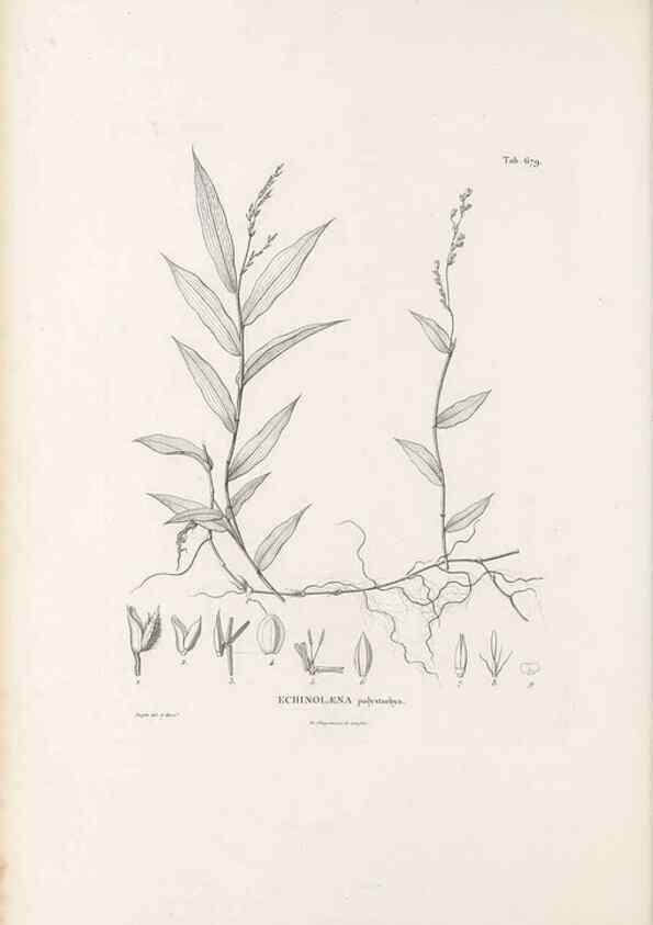 Reproducción/Reproduction 49520834708: Nova genera et species plantarum :. Antverpiae :Ex officina Christophori Plantini ...,1576.. 