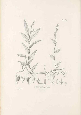 Reproducción/Reproduction 49520834708: Nova genera et species plantarum :. Antverpiae :Ex officina Christophori Plantini ...,1576.. 
