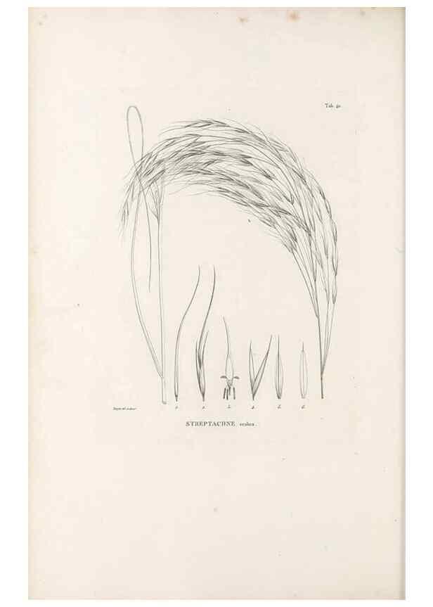 Reproducción/Reproduction 49521570747: Nova genera et species plantarum :. Antverpiae :Ex officina Christophori Plantini ...,1576.. 