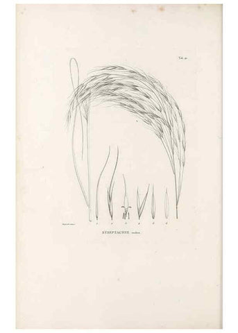 Reproducción/Reproduction 49521570747: Nova genera et species plantarum :. Antverpiae :Ex officina Christophori Plantini ...,1576.. 