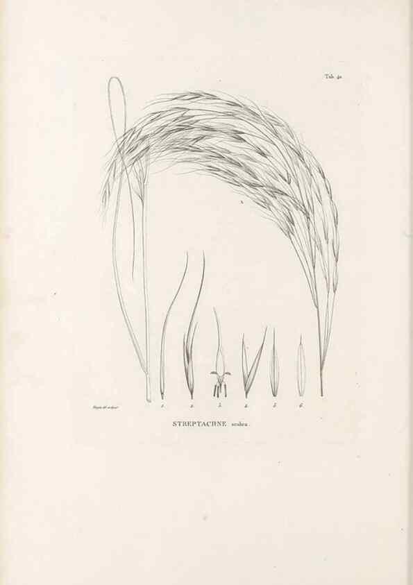 Reproducción/Reproduction 49521570747: Nova genera et species plantarum :. Antverpiae :Ex officina Christophori Plantini ...,1576.. 
