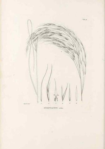 Reproducción/Reproduction 49521570747: Nova genera et species plantarum :. Antverpiae :Ex officina Christophori Plantini ...,1576.. 