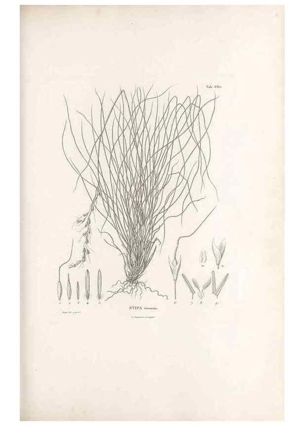 Reproducción/Reproduction 49520835648: Nova genera et species plantarum :. Antverpiae :Ex officina Christophori Plantini ...,1576.. 