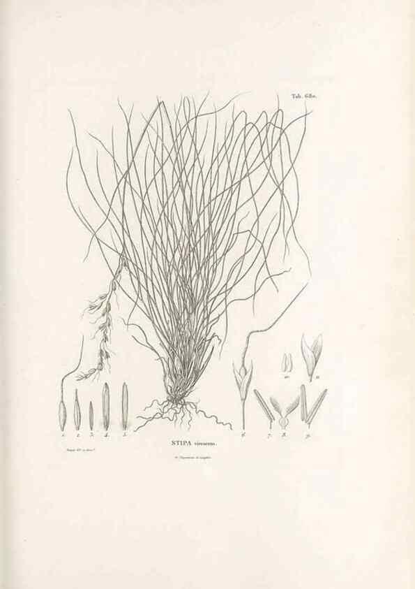 Reproducción/Reproduction 49520835648: Nova genera et species plantarum :. Antverpiae :Ex officina Christophori Plantini ...,1576.. 