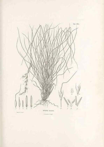 Reproducción/Reproduction 49520835648: Nova genera et species plantarum :. Antverpiae :Ex officina Christophori Plantini ...,1576.. 