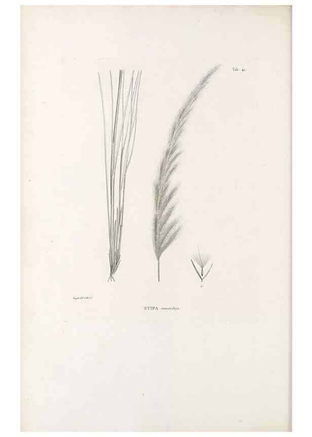 Reproducción/Reproduction 49521571572: Nova genera et species plantarum :. Antverpiae :Ex officina Christophori Plantini ...,1576.. 