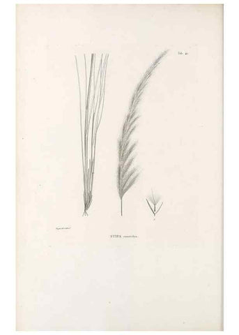 Reproducción/Reproduction 49521571572: Nova genera et species plantarum :. Antverpiae :Ex officina Christophori Plantini ...,1576.. 